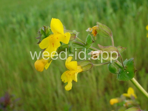 monkeyflower, common large